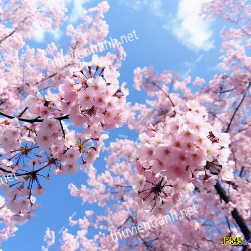 Tranh dán tường hoa anh đào-JP-545 - Tranh tường chất lượng cao